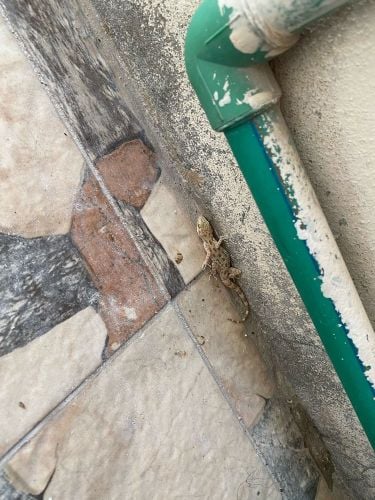 قاتل الوزغ ( البريعصي )