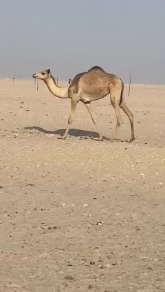 البيع