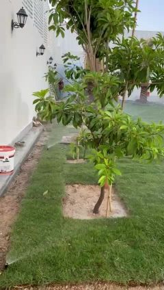 فن شبكات ري