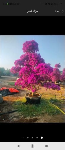 صيانه الحدائق ورش المبيدات للفلل