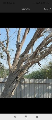 مزارع ومقطع اشجار