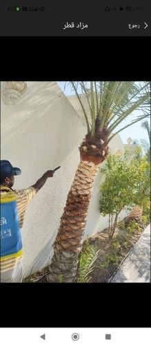 نخيل خدمات