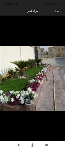 زراع