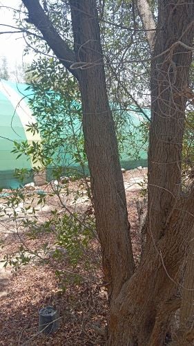 مزارع ومقطع اشجار