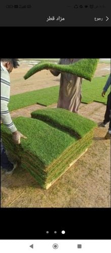 يوجد لدينا عشب