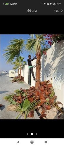 تنظيف وتقريب النخيل