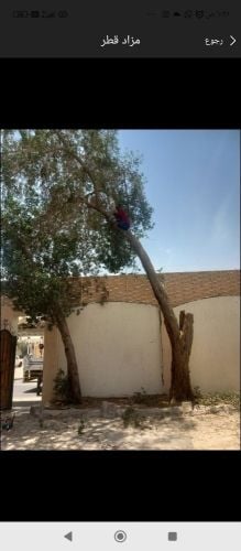 مقاطع اشجار