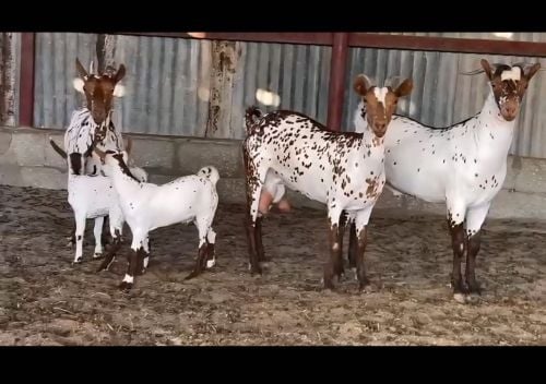مطلوب معزا عمانيات نفس لي الصوره