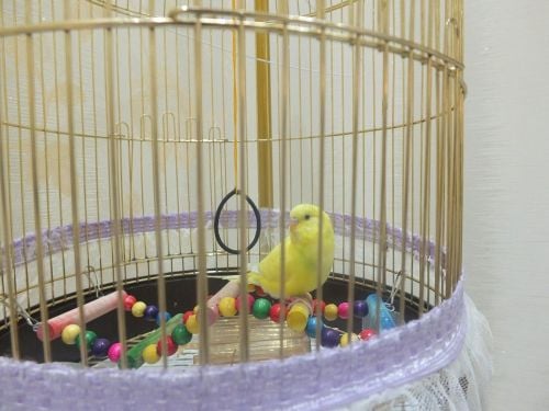 طيور البادجي