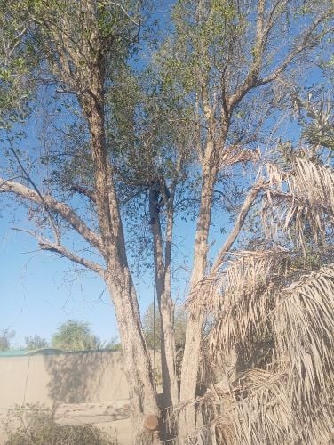 مزارع ومقطع اشجار