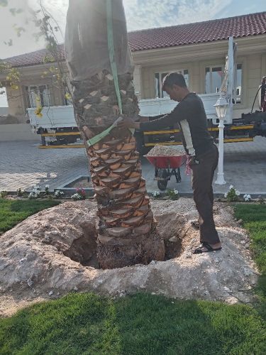 توريد وزراعة النخيل