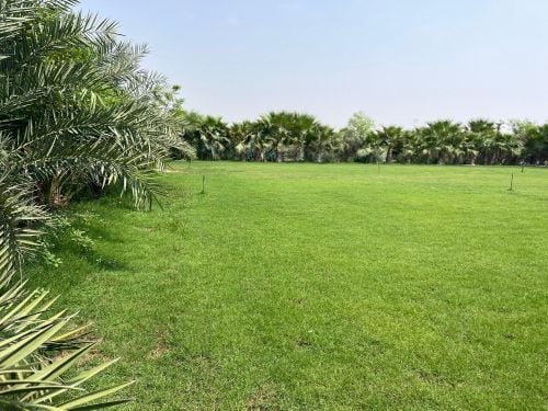 مزرعه للبيع غرب ام صلال علي