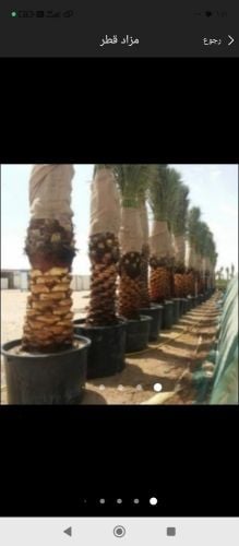 نخيل للبيع