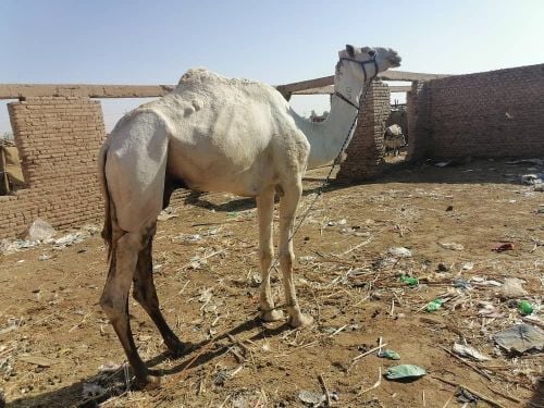 نشتري جميع الحلال