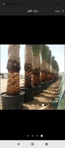 زراعه النخيل