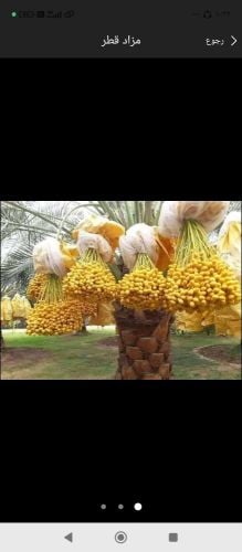 مزارع