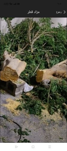 تقطيع الأشجار بالمنشار