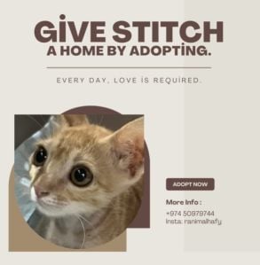Adopt Stitch