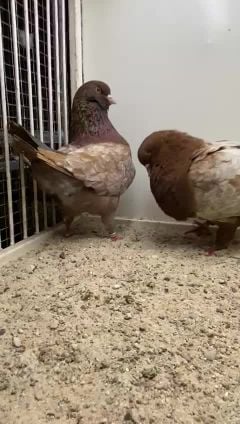 مودينه امريكي 