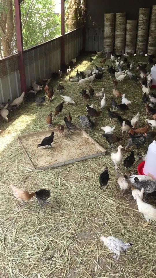 chicken