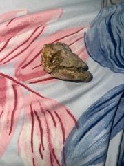 Dinosaur head sea stone 
