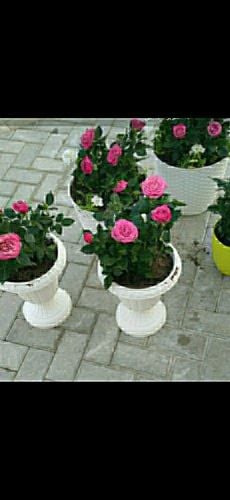 احواض زراعه