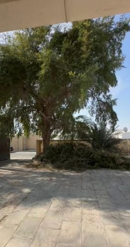 المنصورى