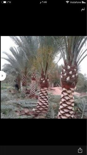 ترتيب النخبة طين زراعة اللبيع 