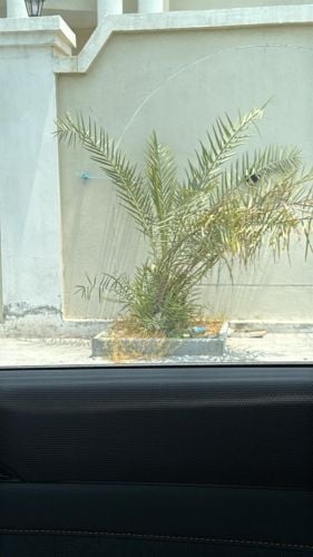 المنصورى