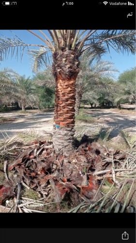 قطع الا شجاره ونقل النخيل 