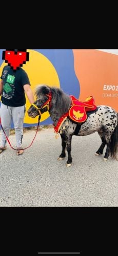 للبيع سروج للبوني مع جميع الاغراض