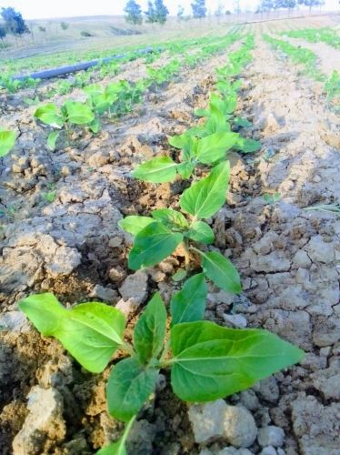 bengueddoudj Abderrahman