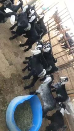 تيوس عوارض 