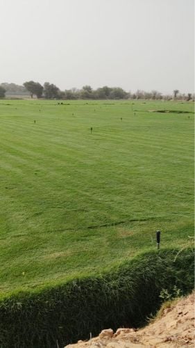 مزارع