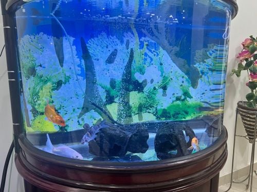 aquarium