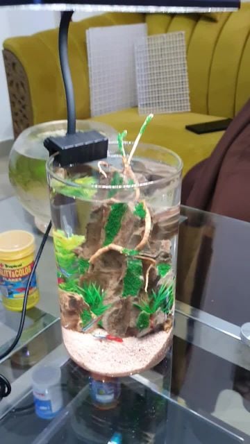 small budget free aquascaping