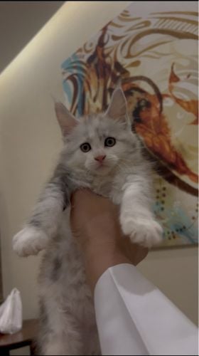 Maine coon