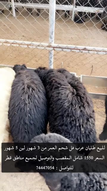 للبيع خرفان عرب