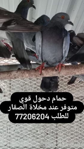 حمام قوي دحول
