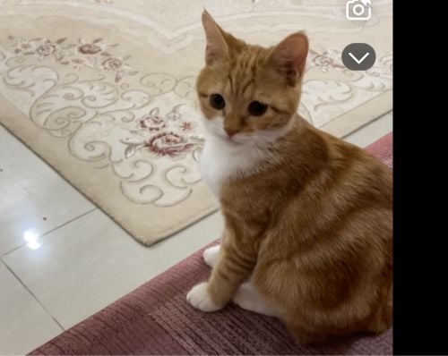 قطوه للتزاوج
