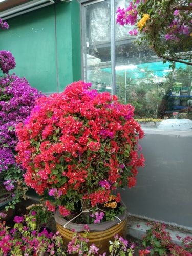 زراعه الزهوار.