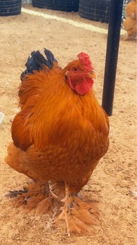 دجاج براهما جميع الأعمار 