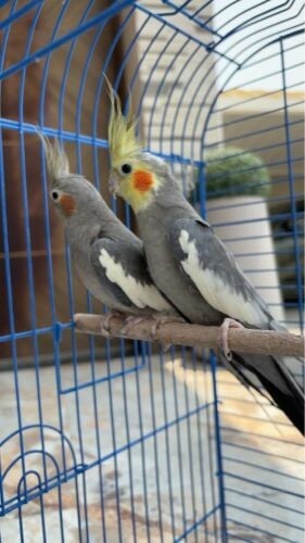 cocktail breeding pair