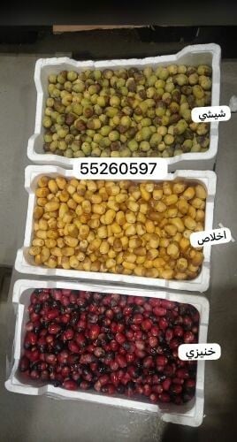رطب الدوحة