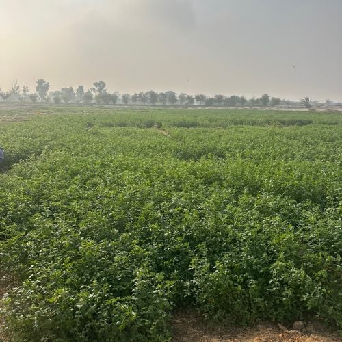 برسيم اخضر جت - قطر متوفر توصيل