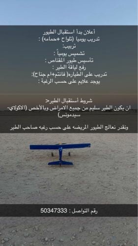 تدريب الطيور 