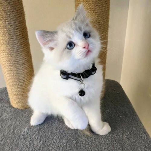 Ragdoll Kitten