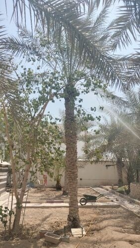 دواء للنخيل والاشجار