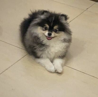 Male Pomeranian for mating