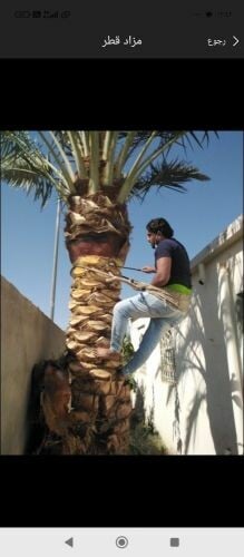 تنظيف وتلقيح ورش النخيل